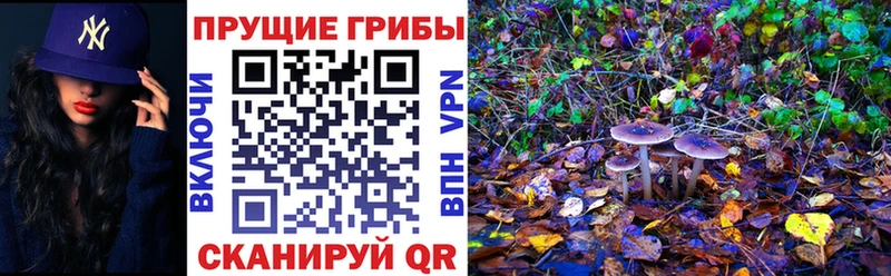 закладки  Ершов  omg зеркало  Галлюциногенные грибы MAGIC MUSHROOMS 